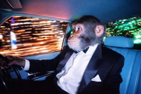 Chimpanzee in a tuxedo riding in the back of a limousine at night